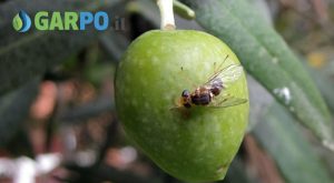 Eliminare la mosca dell'ulivo - Garpo