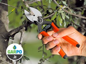Corso online Potatura olivo e alberi da frutto: Garpo & Stocker
